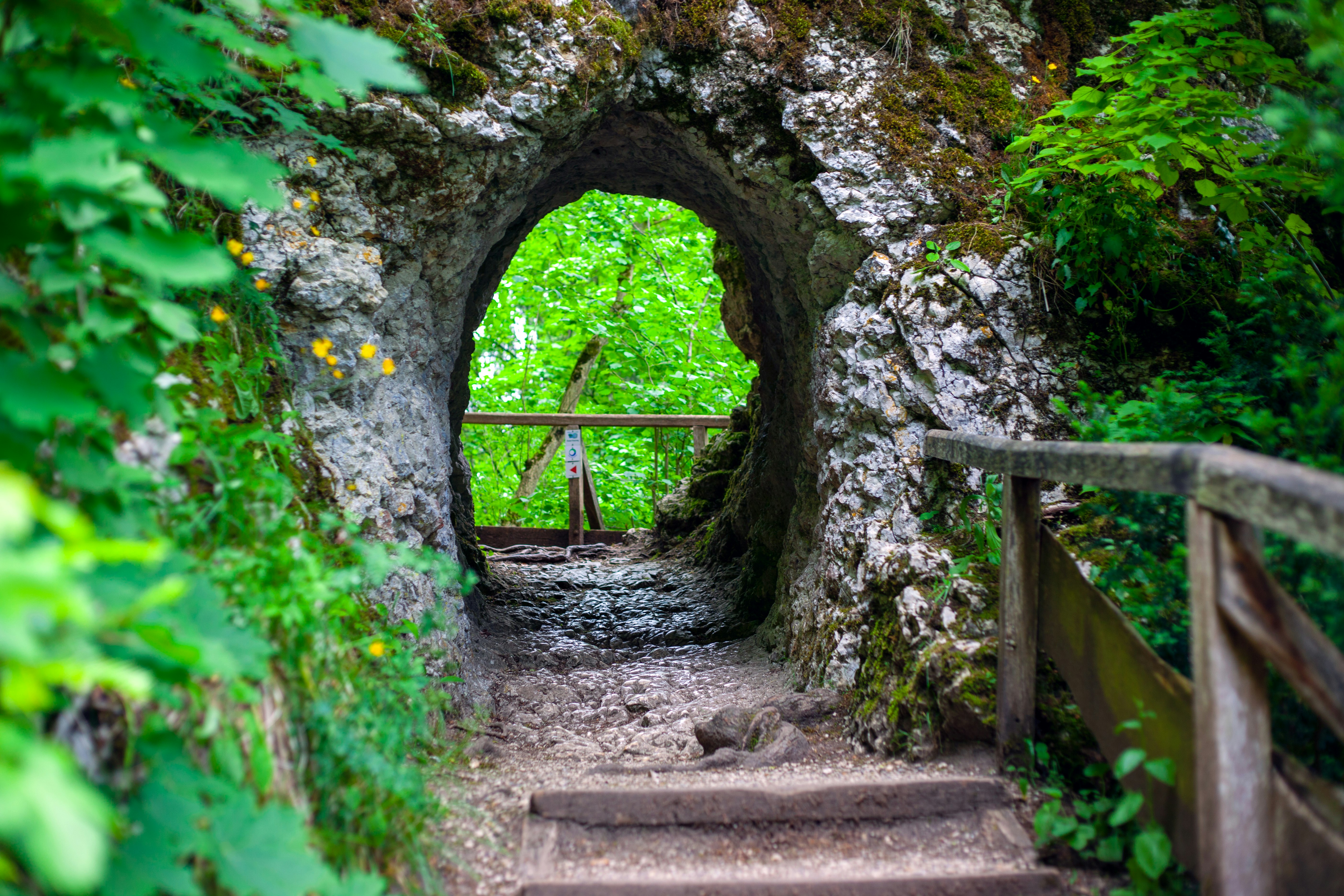 brown wooden bridge in the middle of green trees